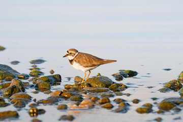 Little ringed plover - Charadrius dubius - a small bird with brown wings and a white belly, stands by the water on the rocky shore of a lake, a sunny summer day.