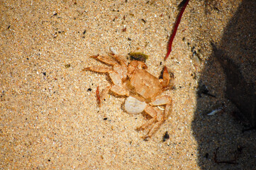 hidden crab on the sand 