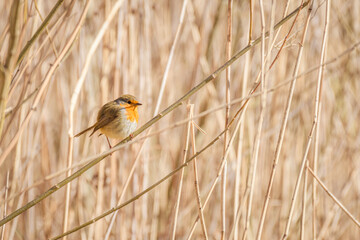 European robin (Erithacus rubecula) a small bird with colorful plumage, the animal sits on a branch among the reeds on the shore of the lake on a sunny day.