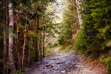 A serene, unfrequented pathway winds through a dense forest, flanked by a blend of evergreen and deciduous trees, capturing the essence of tranquility and natural beauty at twilight