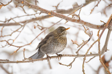 Fieldfare (Turdus pilaris) medium sized bird with gray plumage, the animal sits on a tree branch on a winter day.