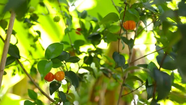 pitangueira with pitangas and green leaves, Eugenia uniflora.