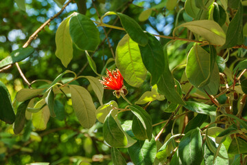 Close-up flower of evergreen Feijoa sellowiana (Acca Sellowiana), feijoa, pineapple guava or guavasteen. Summer bloomer producing edible fruit. Sochi.