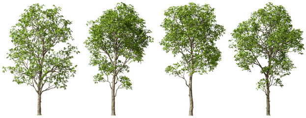 Realistic rendre Tree on transparent background