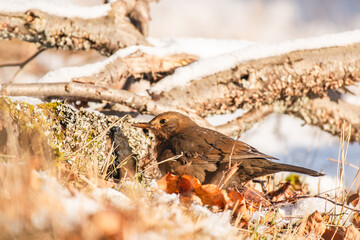 Common blackbird (Turdus merula), a medium-sized bird with brown plumage, walks on the ground and looks for food. View on a sunny winter morning.