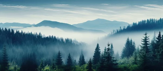 Foto op Plexiglas Serene Wilderness: Lush Forest with Majestic Trees and Distant Mountain Peaks © Ilgun