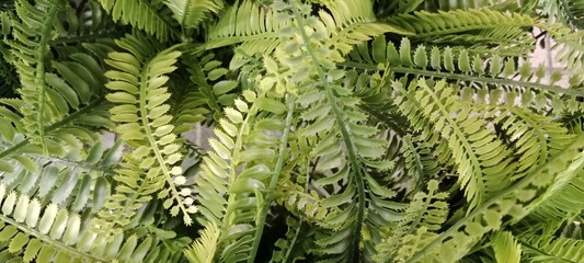 close up of fern