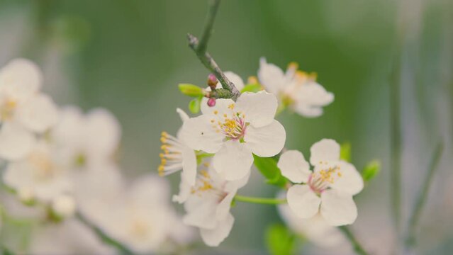 Branches Of Fruit Trees With Blossom White Flowers. Branch Of A Purple Leaf Plum Tree.