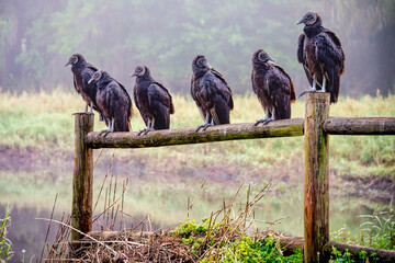 black vulture birds perched on wooden fence