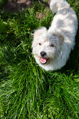 a small fluffy dog ​​stands on a green grass