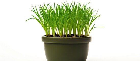 Tranquil Zen Garden Ceramic Pot Featuring Fresh Green Grass Plant Decor