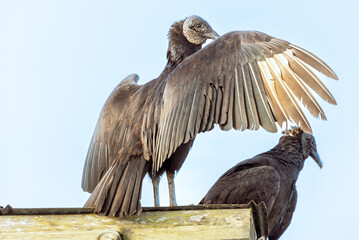 vulture getting ready to fly