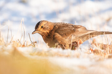 Common blackbird (Turdus merula), a medium-sized bird with brown plumage, walks on the ground and looks for food. View on a sunny winter morning.