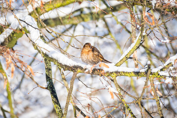Blackbird (Turdus merula) a medium-sized bird sits on a snow-covered tree branch on a sunny winter day.