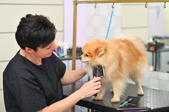 A grummer combs the wool of a Pomeranian with a brush.