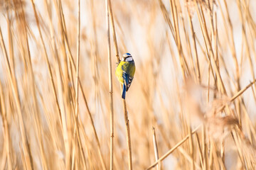 Eurasian blue tit (Cyanistes caeruleus) a small bird with colorful plumage, the animal sits on a reed at the edge of a pond on a sunny winter day.