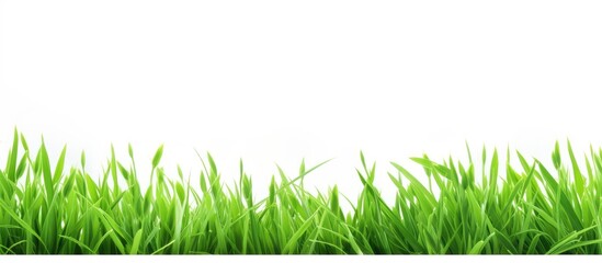 Obraz premium Lush Green Grass Field Under the Sun with Space for Text or Copy, Nature Background