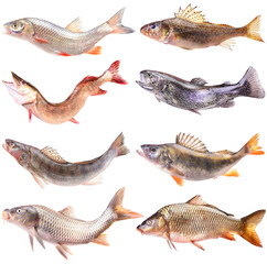 Collection of fish isolated on white background