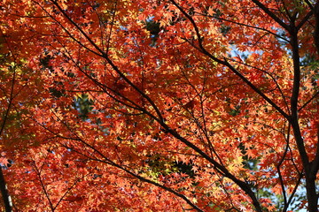 秋の紅葉の色づき