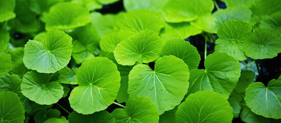 Vibrant Green Leaves Bunched Together in a Close-Up Botanical Detail Shot