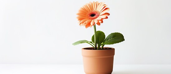 Vibrant Flower Pot Adorning a Wooden Table with Fresh Blooms of Nature
