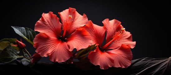 Vibrant Red Blossoms Showcase Elegance on a Dramatic Black Background
