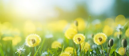 Foto op Canvas Vibrant Dandelions Sprouting Among Lush Green Grass in a Serene Meadow © Ilgun