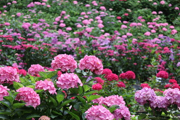 広がる赤色の紫陽花