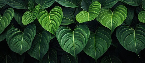 Vibrant Green Foliage of a Lush Indoor Plant with Beautiful Leaf Patterns