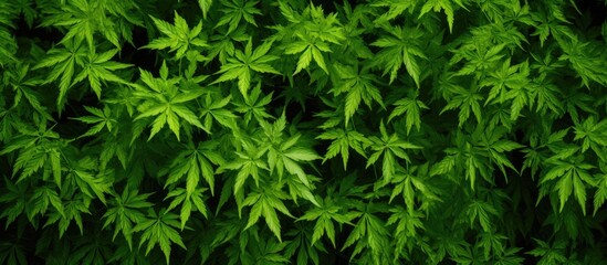 Lush Green Foliage of a Vibrant Plant with Fresh Leaves in Nature's Garden