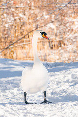 Mute swan (Cygnus olor) a large water bird, an adult bird with white plumage walks on the snow at the shore of the lake. Sunny winter day.