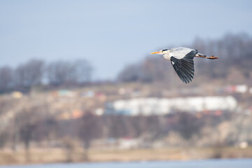 Gray heron (Ardea cinerea) a large water bird in flight, the animal flies low at the shore of the lake.
