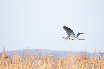 Gray heron (Ardea cinerea) a large water bird in flight, the animal flies over the reeds at the shore of the lake.