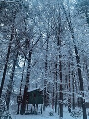treehouse in the winter forest in the snow