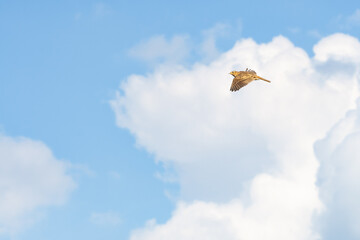Eurasian skylark (Alauda arvensis) a small bird with brown plumage flies high against the sky, sunny day.