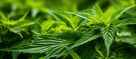 Fototapeta na wymiar Lush Cannabis Plants Thriving in Sunlit Farm Field During Cultivation Process