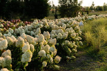 A large number of flowering white hydrangea bushes in the open air in the park