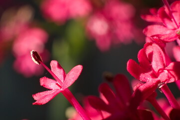 close up of pink fuchsia flower with soft-focused background