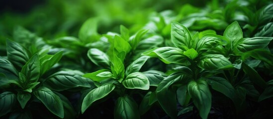 Vibrant Basil Plants Flourish in a Lush Garden Setting, Greenery and Aromatic Herbs - obrazy, fototapety, plakaty