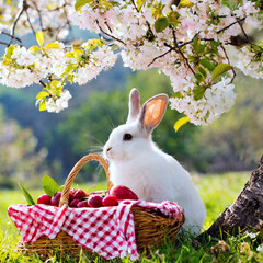 피크닉 하는 토끼