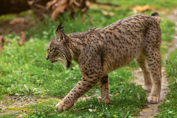 Iberian lynx prowling through its natural habitat.
