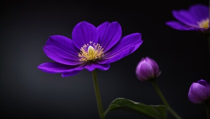 Close-Up of a Purple Flower