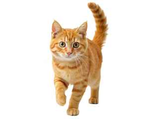 cute cat isolated white background © titima157