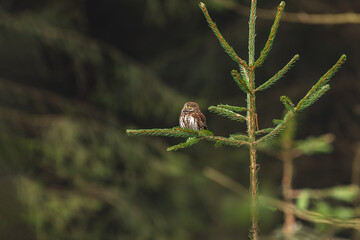 Eurasian pygmy owl (Glaucidium passerinum) a medium-sized bird of prey with brown plumage, the animal sits on a tree branch and watches.