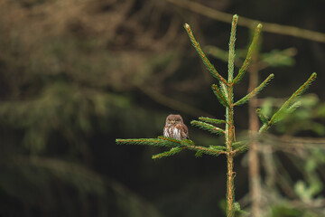 Eurasian pygmy owl (Glaucidium passerinum) a medium-sized bird of prey with brown plumage, the animal sits on a tree branch and watches.