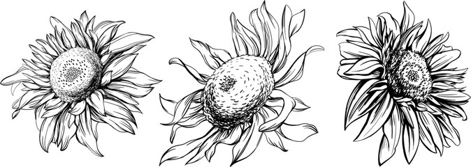 Sunflower black and white engraved ink art set. Isolated flower illustration element on white background collection.