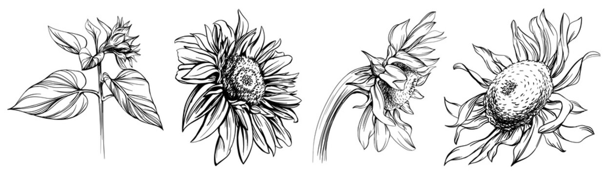 Sunflower black and white engraved ink art set. Isolated flower illustration element on white background collection.