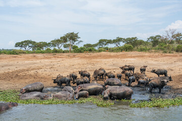 Herd of hippos and african buffaloes