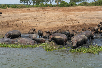 Herd of hippos and african buffaloes
