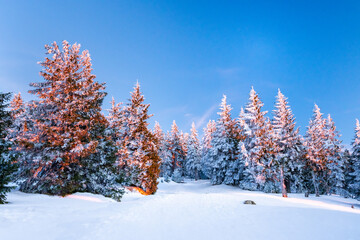 Sudetes, snow-covered trees in the mountains, view from the hiking trail in winter.